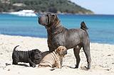 SHAR-PEI 639